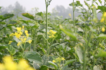 A bunch of mustard flowers blooming on mustard field