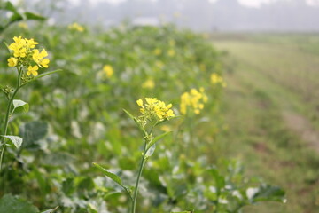 A bunch of mustard flowers blooming on a mustard field