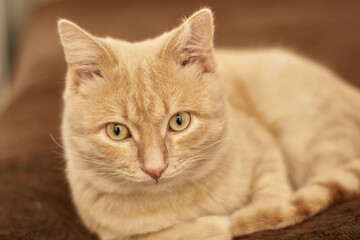 domestic cat sitting on the couch close-up