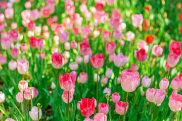 blooming spring gentle pink tulips flower like background in the park, floral background