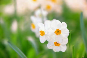 blooming spring daffodils flower like background in the garden, floral background