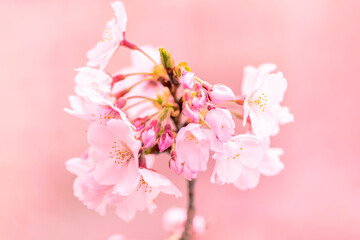 branch of beautiful pink spring Cherry blossom flowers, close up, Japanese Harumeki Sakura