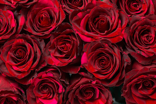 beautiful bouquet of dark red roses like floral background