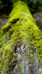 Tree trunk moss