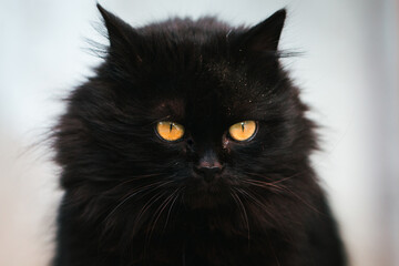Naklejka na ściany i meble Black, long hair cat with orange eyes looking in camera. Close up, head shot of feline.