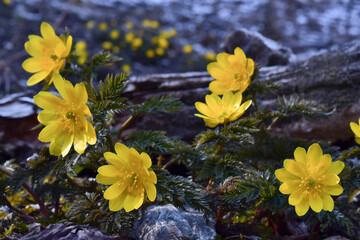 yellow flowers in the snow