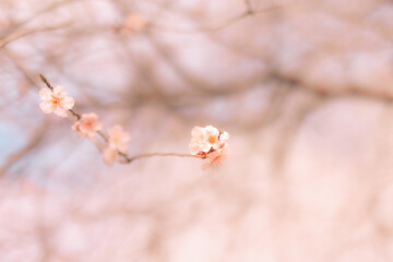 Mandelblüte und Sakura Kirschblüte