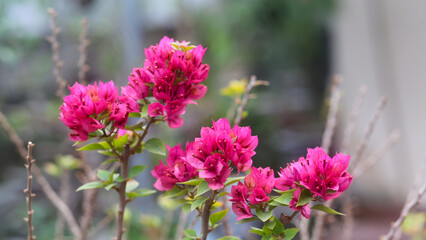 pink colour Frech bougainvillea spectabilis