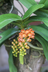 Obraz premium Closeup of orange orchid in the garden