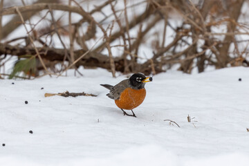 American robin (Turdus migratorius) , birds that came from the south, looking for food in the snow in the park.