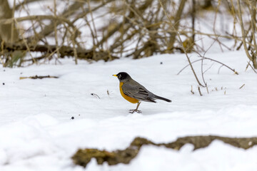 American robin (Turdus migratorius) , birds that came from the south, looking for food in the snow in the park.