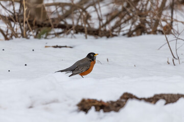 American robin (Turdus migratorius) , birds that came from the south, looking for food in the snow in the park.