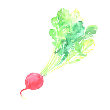 ラディッシュ Images Browse 2 316 Stock Photos Vectors And Video Adobe Stock