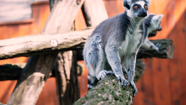 61 lemur little monkeys with big black and white tails jump on trees outside on a sunny day