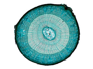 cross section cut slice of plant stem under the microscope – microscopic view of plant cells for...