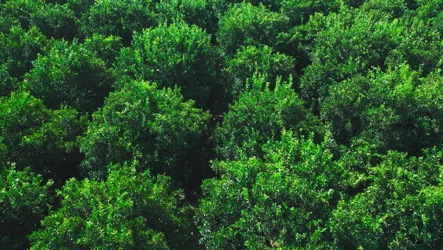 orange trees plantation aerial view in Turkey.  Aerial views over top of rows of orange trees in plantation. Growing fruit trees.  Rows of trees grow. The aerial view on orchard of trees
