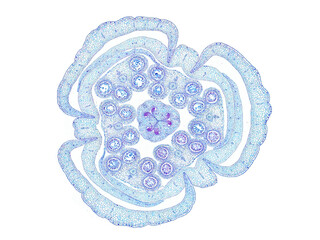 cross section cut slice of plant stem under the microscope – microscopic view of plant cells for...