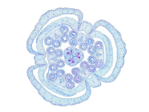 cross section cut slice of plant stem under the microscope – microscopic view of plant cells for botanic education