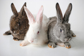 Three rabbits on a white background