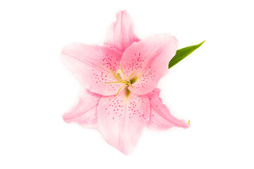 Obraz na płótnie Canvas lilies on a white background close-up
