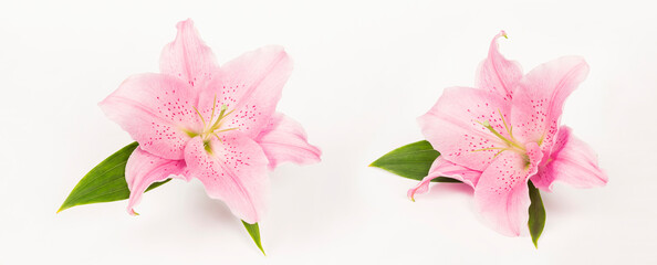 lilies on a white background close-up
