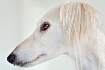 Amazing and intensive dog eyes of a purebred adorable white saluki / Persian greyhound. A happy, relaxed female dog at home in Finland