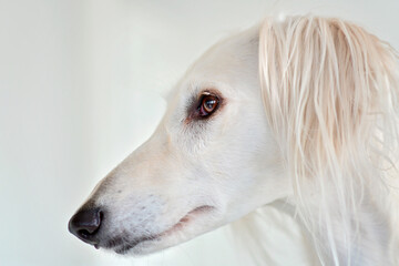 Amazing and intensive dog eyes of a purebred adorable white saluki / Persian greyhound. A happy, relaxed female dog at home in Finland