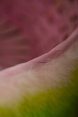 Easter egg basket -- close-up, selective focus, full frame, abstract background texture of colorful, pastel, pink wooden Easter basket with fluffly trim