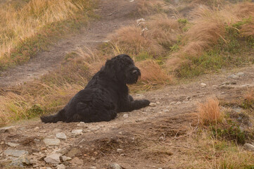 A black dog lies on the grass and rests after a walk.