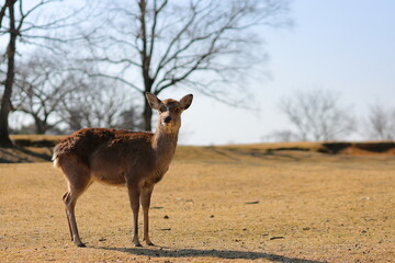 奈良公園のメス鹿