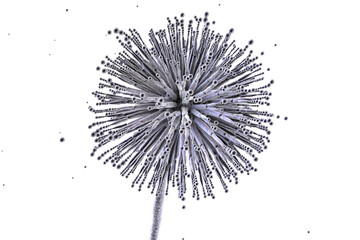 Fungi Aspergillus niger, black mold that produce aflatoxins and cause pulmonary infection aspergillosis