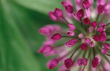 Obraz premium Macro photo of allium flower