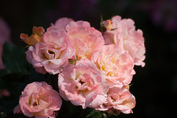 Pink Roses in bloom