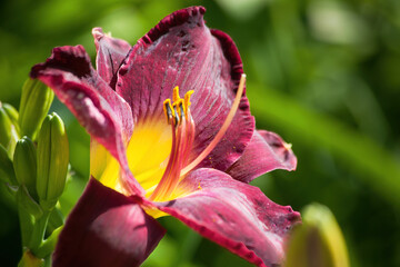 Daylily in the sunshine