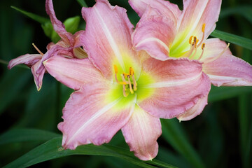 Pink and Yellow Daylily