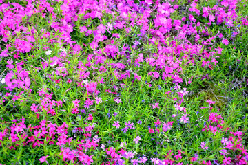 close-up of beautiful garden bed, pink, purple, lilac undersized flowers of aubrieta perennial sway in wind, concept of natural essential oils, lilac background for relaxation, gardening concept