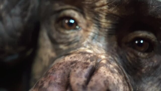1 close up of monkey eyes with brown eyes