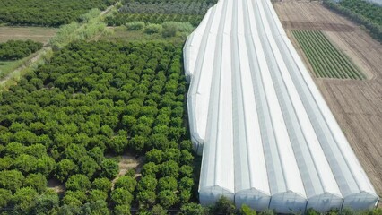 Banana plants growing in a greenhouse.  View from Above of Banana Trees plantation under a greenhouse net. Aerial view of banana garden in greenhouse. Growing banana in greenhouse.
