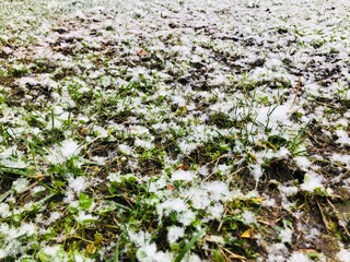 field of flowers snow