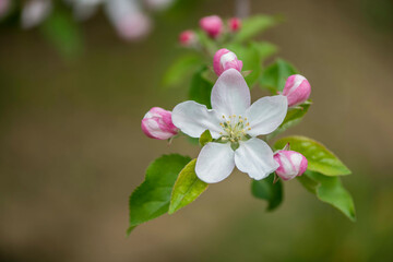 Apfelblüte im Frühling
