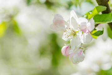 Fototapeta na wymiar Apfelblüte im Frühling