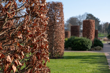 Copper beech columns designed by Tom Stuart-Smith in the Bicentenary Glasshouse garden at RHS Wisley, near Woking Surrey. 