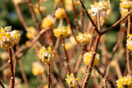 Yellow and white flowers of the Edgeworthia chrysanthia grandiflora deciduous shrub. Photographed in Wisley, Surey UK.
