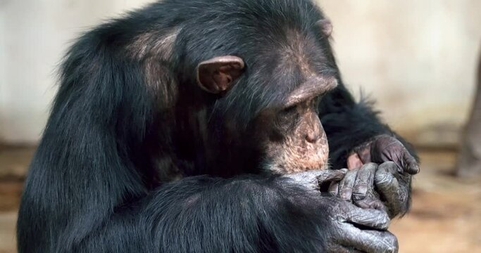 1 the chimpanzee monkey slowly cleans itself and enjoys the rest while cleaning its hairy hands with its hands