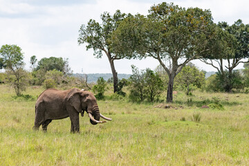 elephant in the savannah with a radio tracking collar