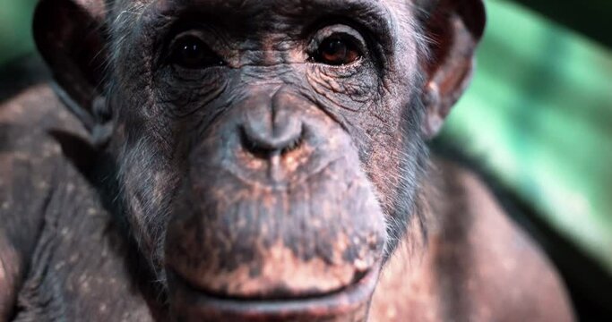 2 chimpanzee face shot up close