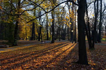 Jesienny park przed zachodem słońca