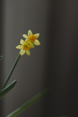 Obraz premium Beautiful blooming fresh yellow daffodil isolated. Spring, Easter wallpaper
