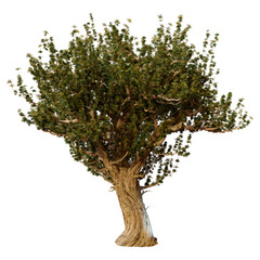 3D Rendering Olive Tree on White