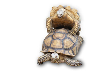 Mating turtle isolated on a white background.